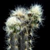 Pilosocereus_royenii